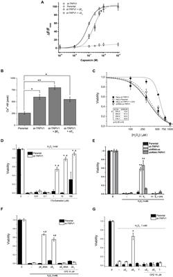 TRPV1-Estradiol Stereospecific Relationship Underlies Cell Survival in Oxidative Cell Death